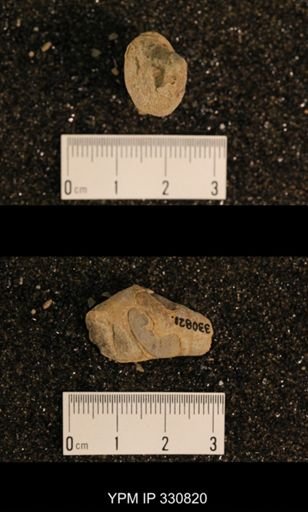 Meekospira peracuta choctawensis