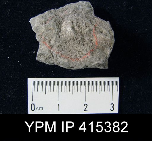 Derbya crassa
