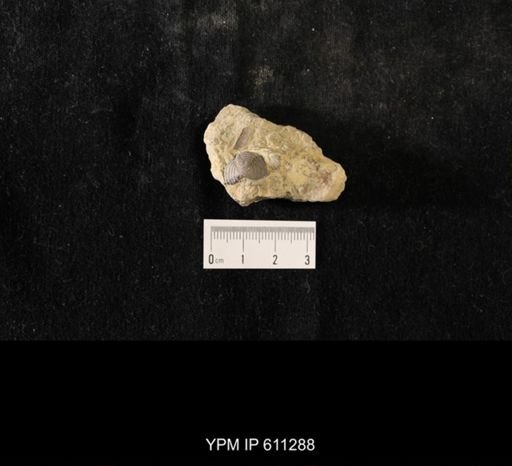 Flexicalymene sp.