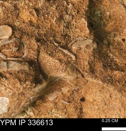 undet. Bivalvia