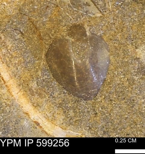 Protocardia subquadrata