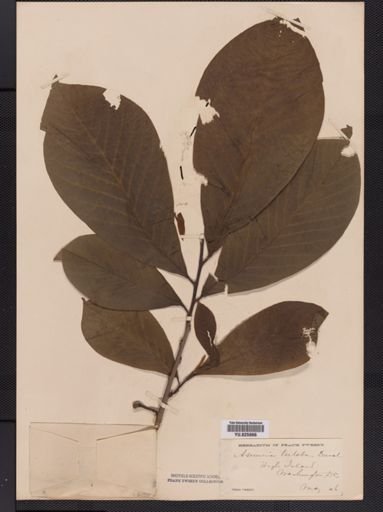 Asimina triloba