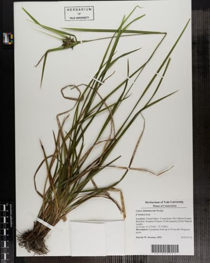 Carex intumescens