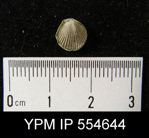 Homoeospira bouchardi anticostiensis