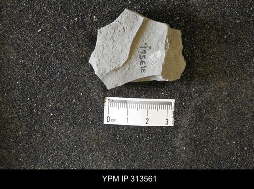 undet. Bivalvia