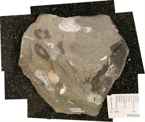undet. Bivalvia