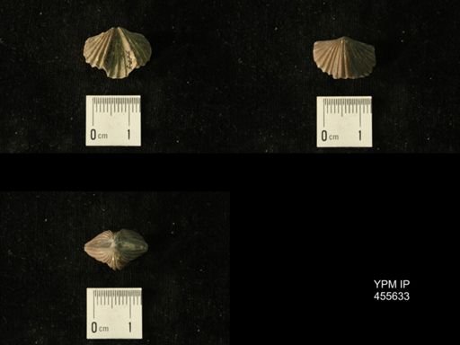 Platystrophia profundsulcata