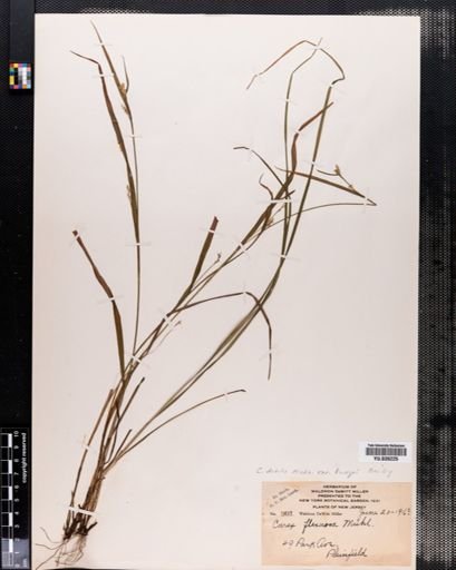 Carex debilis