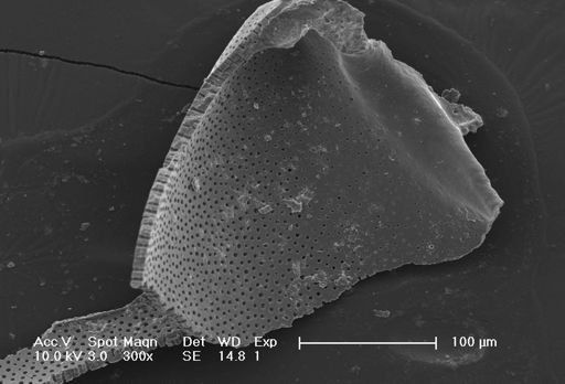 Globorotalia menardii