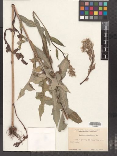 Lactuca canadensis