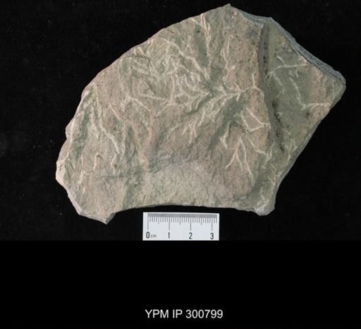Chondrites targioni