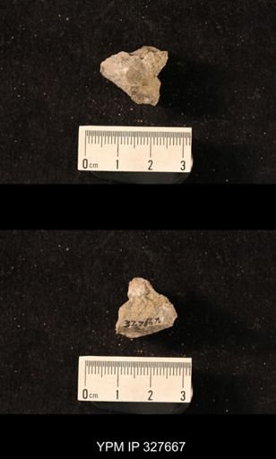 Productus leplayi
