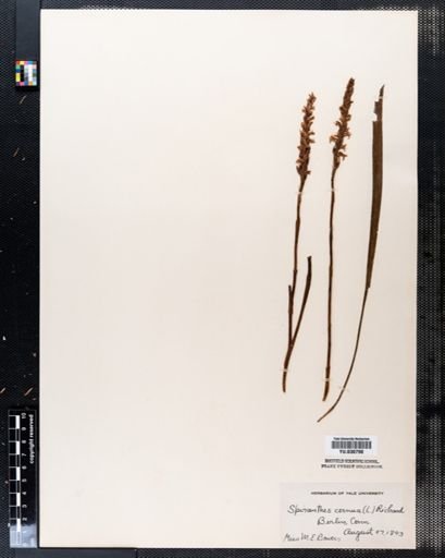 Spiranthes cernua