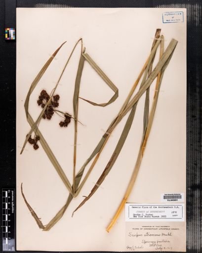 Scirpus atrovirens