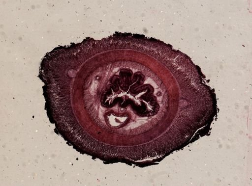 Micrura nebulosa?