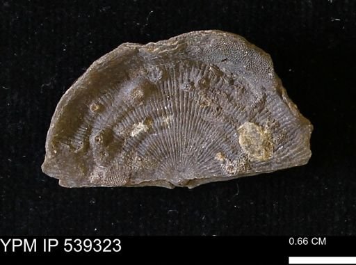 Leptaena rhomboidalis