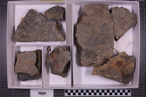 mixed taxa, stratigraphic collection