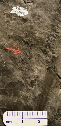 Paleostachya sp.