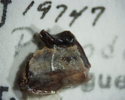 Picrodus