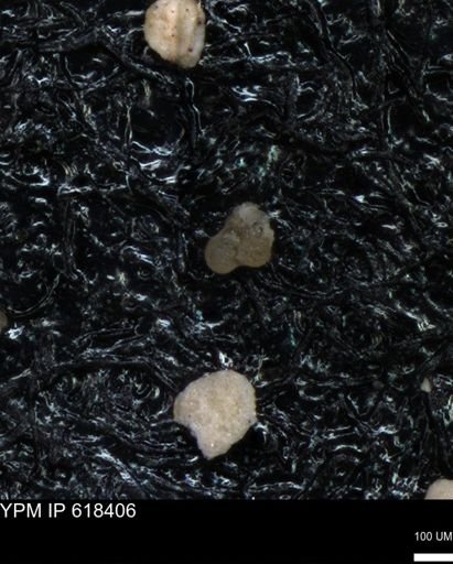 undet. Foraminiferida