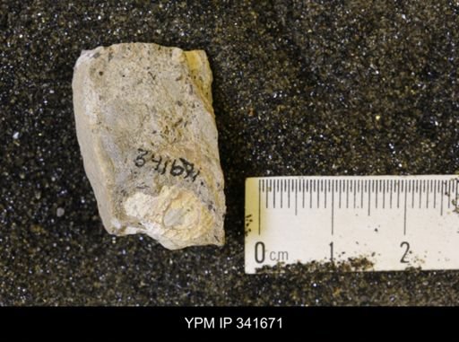 Scaphites sp.