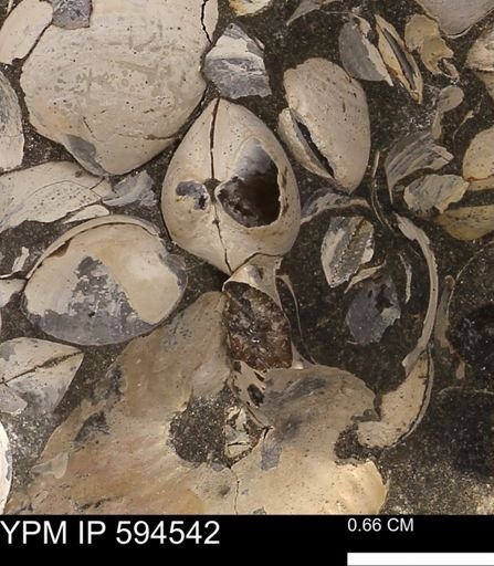 Protocardia sp.