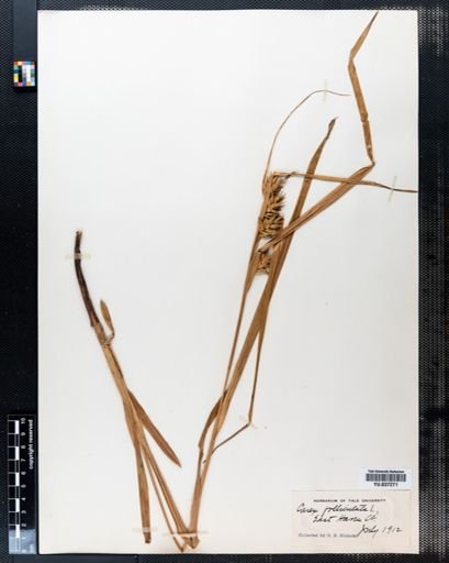 Carex folliculata