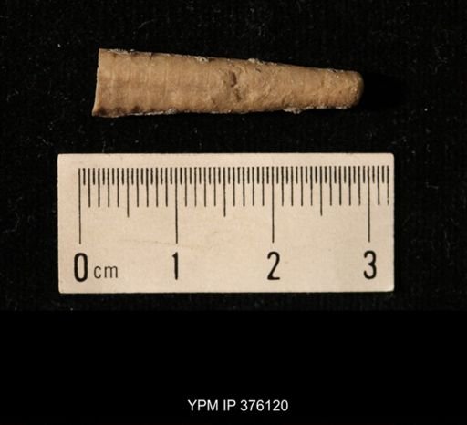 Pseudorthoceras knoxense