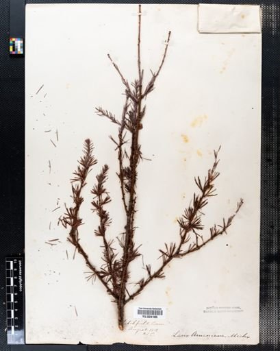 Larix laricina