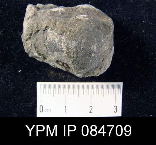 Brachyprion profundum