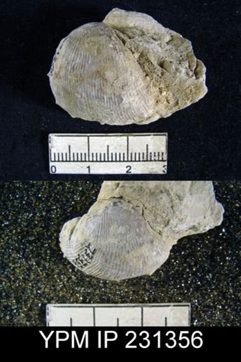 Productus cora