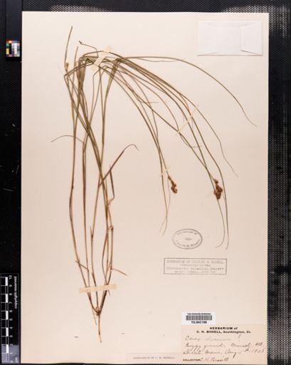 Carex tenera