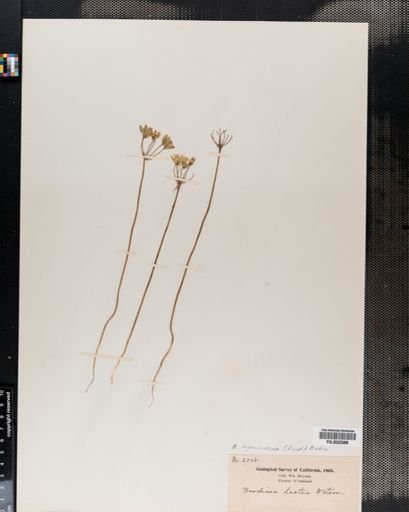 Brodiaea