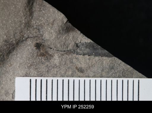 Eurypterus sp.