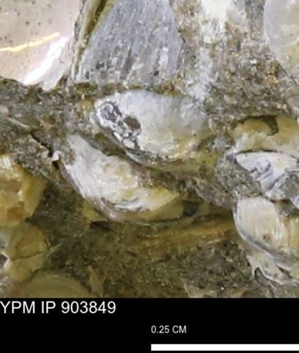 Corbulamella?