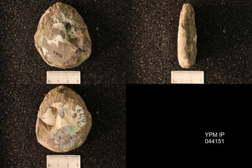 Hoploscaphites nicolletii