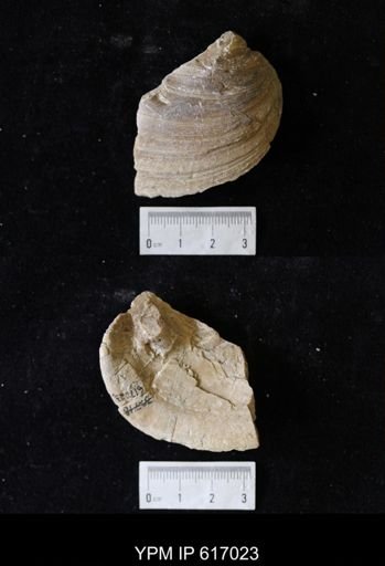 Proparreysia sp.