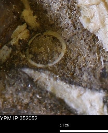 undet. Scaphopoda