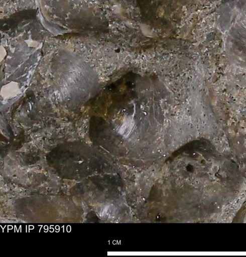 Protocardia?