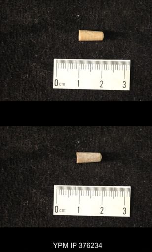 Pseudorthoceras knoxense