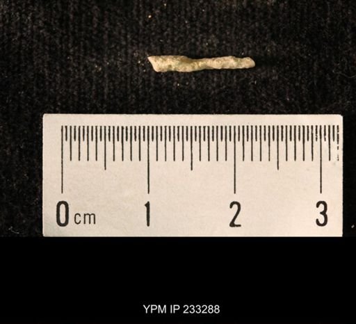 Archaeocidaris sp.