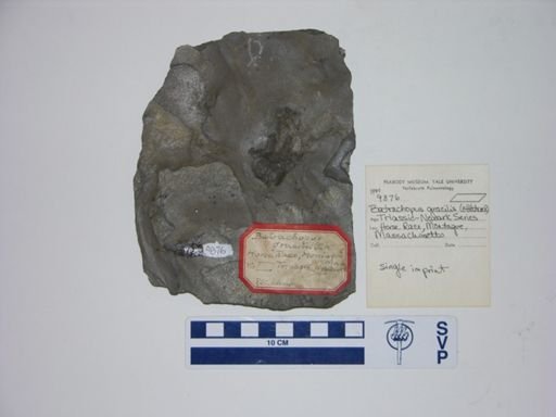 Batrachopus gracilis