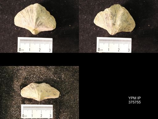 Spirifer cameratus