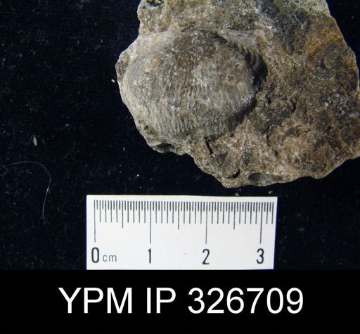 Dictyoclostus welleri