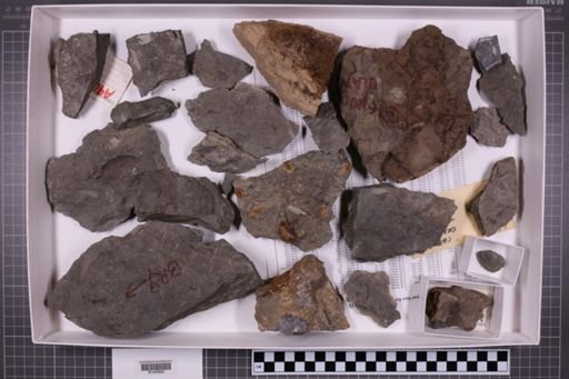 mixed taxa, stratigraphic collection