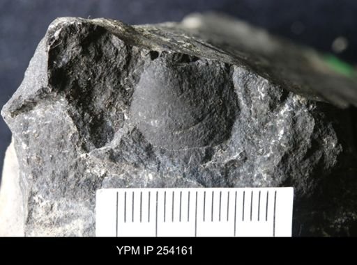 Bivalvia