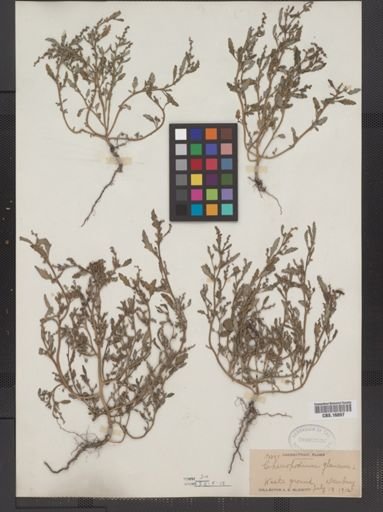 Chenopodium glaucum