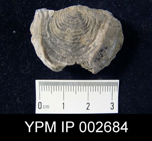 Leptaena rhomboidalis