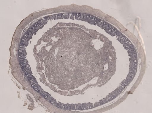 Eimeria meleagrimitis