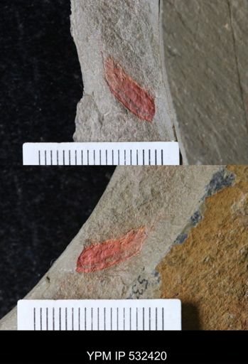 undet. Arthropoda